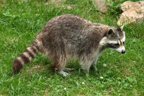 Raccoon. The French for "raccoon" is "raton laveur". Raccoon. The French for "raccoon" is "raton laveur".
