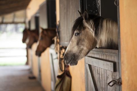 Stable. The French for "stable" is "stable". Stable. The French for "stable" is "stable".