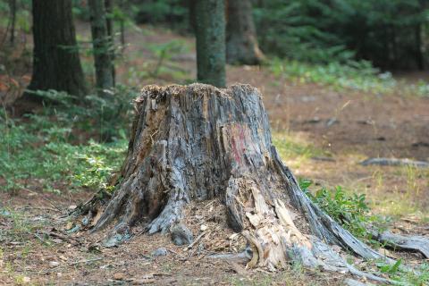 Tree stump. The French for "tree stump" is "souche". Tree stump. The French for "tree stump" is "souche".