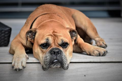 Dog. The German for "dog" is "Hund". Dog. The German for "dog" is "Hund".
