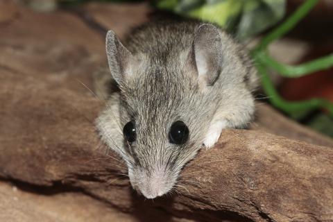 Mouse. The Hawaiian for "mouse" is "ʻiole".