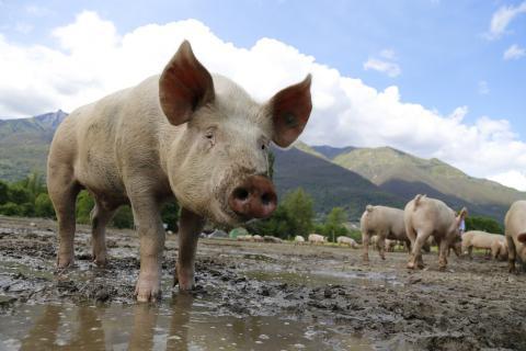 Pig. The Hawaiian for "pig" is "puaʻa".
