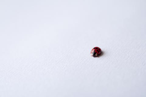 Small. The Hawaiian for "small" is "liʻiliʻi".