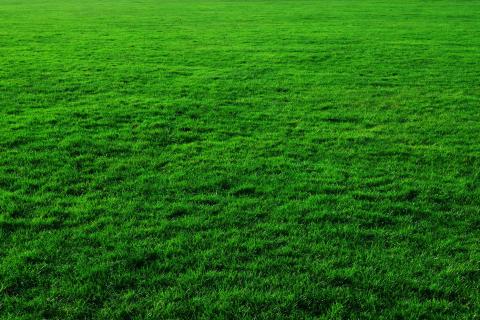 Green. The Hawaiian for "green" is "ōmaʻomaʻo".