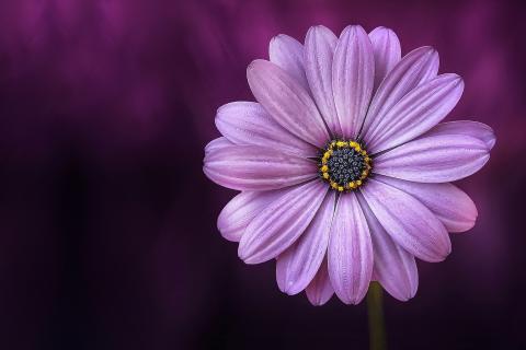 Purple. The Hawaiian for "purple" is "poni". Purple. The Hawaiian for "purple" is "poni".