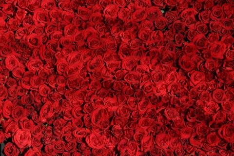 Red. The Hawaiian for "red" is "ʻulaʻula".