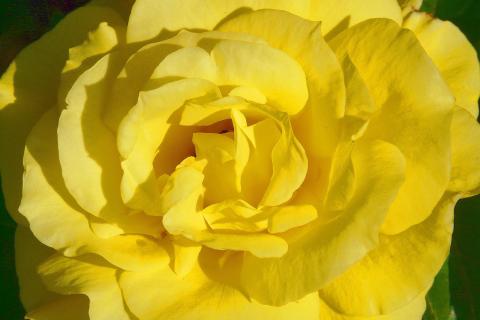 Yellow. The Hawaiian for "yellow" is "melemele". Yellow. The Hawaiian for "yellow" is "melemele".