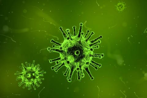 Virus. The Pandunia for "virus" is "virus".