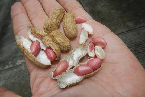 Peanut. The Pandunia for "peanut" is "geo dou". Peanut. The Pandunia for "peanut" is "geo dou".