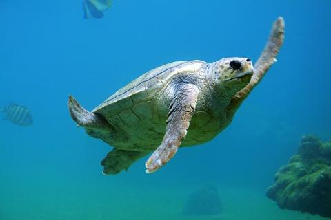 Turtle. The Pandunia for "turtle" is "tortuga". Turtle. The Pandunia for "turtle" is "tortuga".