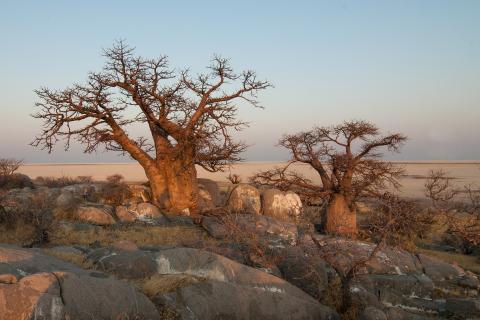 Baobab. The Pandunia for "baobab" is "buyu". Baobab. The Pandunia for "baobab" is "buyu".
