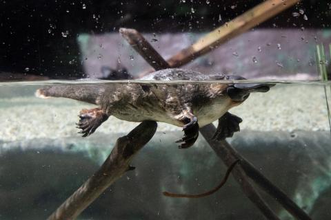 Platypus. The Pandunia for "platypus" is "bata krote". Platypus. The Pandunia for "platypus" is "bata krote".