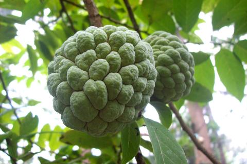 Sweetsop; sugar-apple. The Pandunia for "sweetsop; sugar-apple" is "ata". Sweetsop; sugar-apple. The Pandunia for "sweetsop; sugar-apple" is "ata".