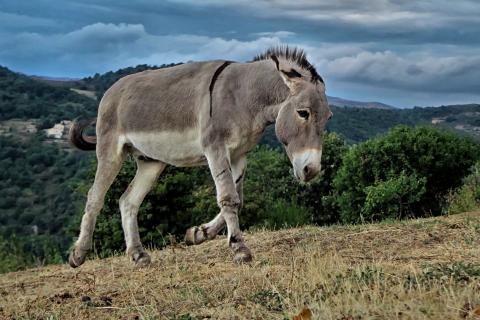 Donkey. The Pandunia for "donkey" is "iha". Donkey. The Pandunia for "donkey" is "iha".
