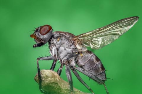Fly. The Pandunia for "fly" is "zeze". Fly. The Pandunia for "fly" is "zeze".