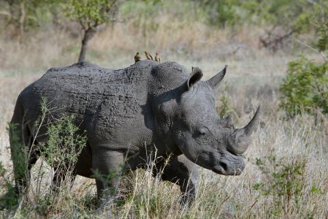 Rhinoceros. The Pandunia for "rhinoceros" is "korne nos". Rhinoceros. The Pandunia for "rhinoceros" is "korne nos".