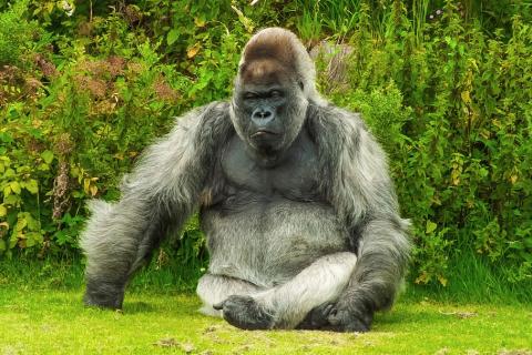 Gorilla. The Thai for "gorilla" is "กอริลล่า". Gorilla. The Thai for "gorilla" is "กอริลล่า".