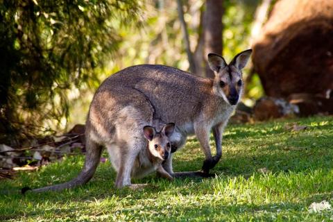 Kangaroo. The Thai for "kangaroo" is "จิงโจ้". Kangaroo. The Thai for "kangaroo" is "จิงโจ้".