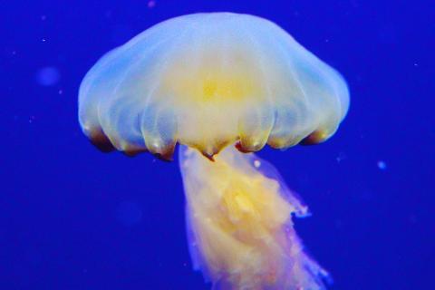 Jellyfish. The Thai for "jellyfish" is "แมงกะพรุน". Jellyfish. The Thai for "jellyfish" is "แมงกะพรุน".
