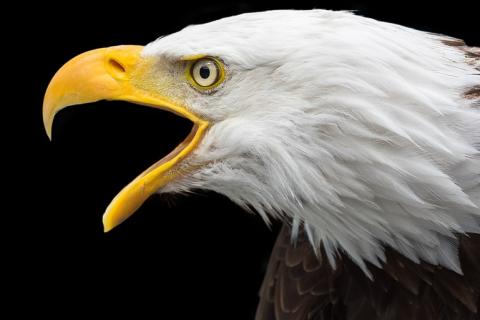 Eagle. The Thai for "eagle" is "อินทรี". Eagle. The Thai for "eagle" is "อินทรี".