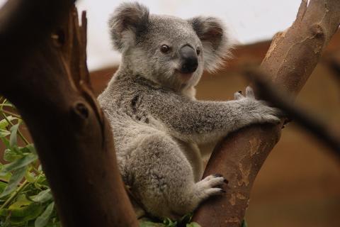 Koala. The Thai for "koala" is "โคอาลา". Koala. The Thai for "koala" is "โคอาลา".
