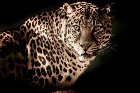 Leopard. The Thai for "leopard" is "เสือดาว". Leopard. The Thai for "leopard" is "เสือดาว".