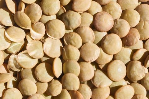 Lentils. The Thai for "lentils" is "เลนทิล". Lentils. The Thai for "lentils" is "เลนทิล".