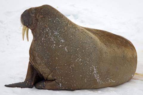 Walrus. The Thai for "walrus" is "สิงโตทะเล". Walrus. The Thai for "walrus" is "สิงโตทะเล".