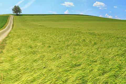 Field. The Thai for "field" is "ทุ่ง".