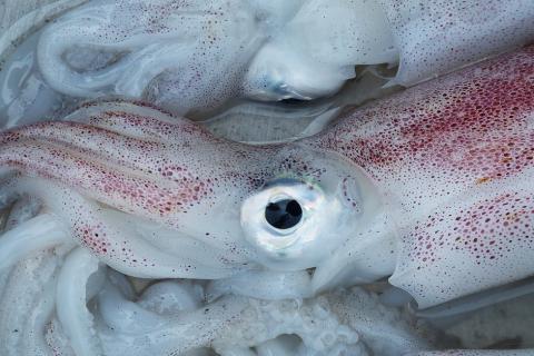 Squid; cuttlefish. The Thai for "squid; cuttlefish" is "ปลาหมึก". Squid; cuttlefish. The Thai for "squid; cuttlefish" is "ปลาหมึก".