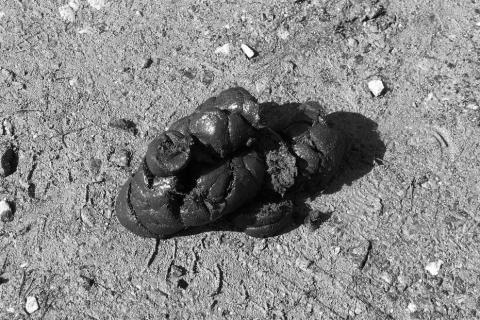 Faeces. The Thai for "faeces" is "อุจจาระ".