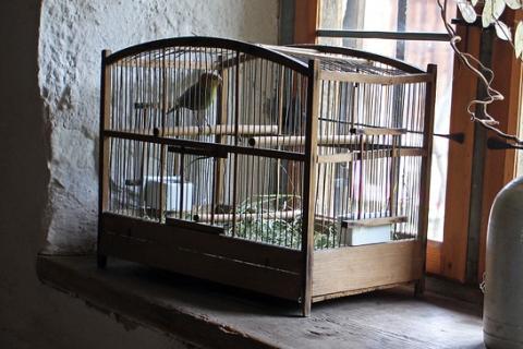 Cage. The Thai for "cage" is "กรง". Cage. The Thai for "cage" is "กรง".