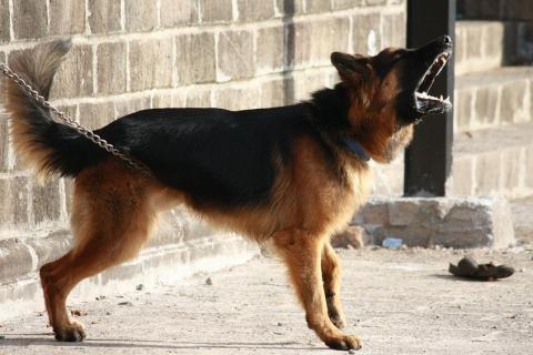 To bark; to yap. The Thai for "to bark; to yap" is "เห่า". To bark; to yap. The Thai for "to bark; to yap" is "เห่า".