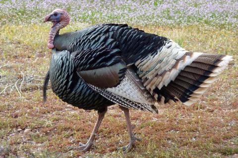 Turkey. The Thai for "turkey" is "ไก่งวง". Turkey. The Thai for "turkey" is "ไก่งวง".