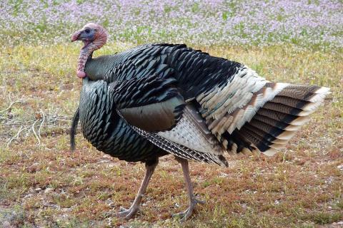Turkey. The Thai for "turkey" is "งวง". Turkey. The Thai for "turkey" is "งวง".