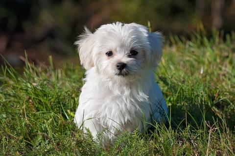 Puppy. The Thai for "puppy" is "ลูกหมา". Puppy. The Thai for "puppy" is "ลูกหมา".