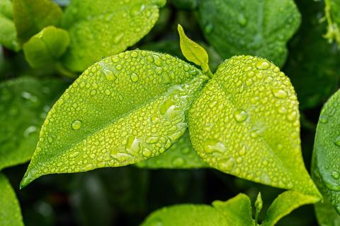 Green leaves. The Thai for "green leaves" is "ใบไม้สีเขียว". Green leaves. The Thai for "green leaves" is "ใบไม้สีเขียว".