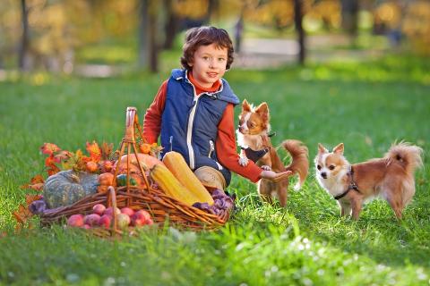 A boy and two dogs. The Thai for "a boy and two dogs" is "เด็กผู้ชายและสุนัขสองตัว". A boy and two dogs. The Thai for "a boy and two dogs" is "เด็กผู้ชายและสุนัขสองตัว".