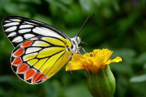 A butterfly and a flower. The Thai for "a butterfly and a flower" is "ผีเสื้อและดอกไม้". A butterfly and a flower. The Thai for "a butterfly and a flower" is "ผีเสื้อและดอกไม้".