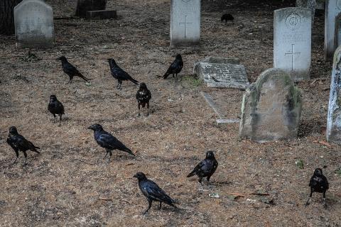 A murder of crows. The Thai for "a murder of crows" is "ฝูงกา". A murder of crows. The Thai for "a murder of crows" is "ฝูงกา".