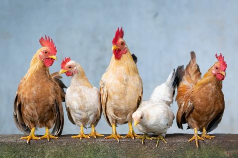 Five chickens. The Thai for "five chickens" is "ไก่ห้าตัว". Five chickens. The Thai for "five chickens" is "ไก่ห้าตัว".