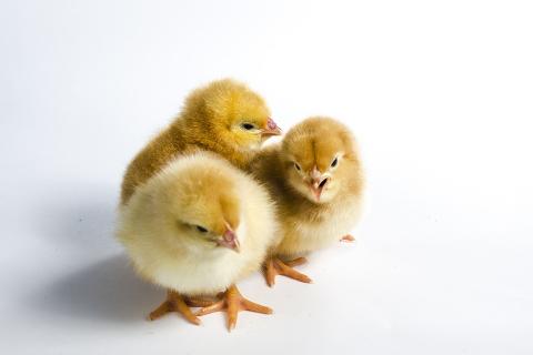 Three chicks. The Thai for "three chicks" is "ลูกไก่สามตัว". Three chicks. The Thai for "three chicks" is "ลูกไก่สามตัว".