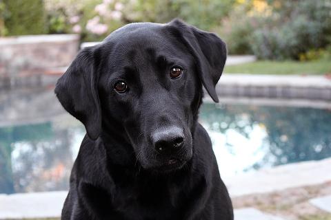 A black dog. The Thai for "a black dog" is "หมาสีดำหนึ่งตัว". A black dog. The Thai for "a black dog" is "หมาสีดำหนึ่งตัว".