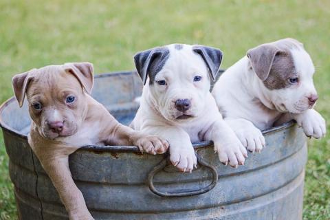 Three puppies. The Thai for "three puppies" is "ลูกหมาสามตัว". Three puppies. The Thai for "three puppies" is "ลูกหมาสามตัว".
