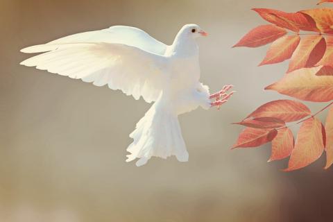 A white bird. The Thai for "a white bird" is "นกสีขาวหนึ่งตัว". A white bird. The Thai for "a white bird" is "นกสีขาวหนึ่งตัว".