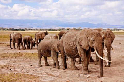 A herd of elephants. The Thai for "a herd of elephants" is "ฝูงช้าง". A herd of elephants. The Thai for "a herd of elephants" is "ฝูงช้าง".