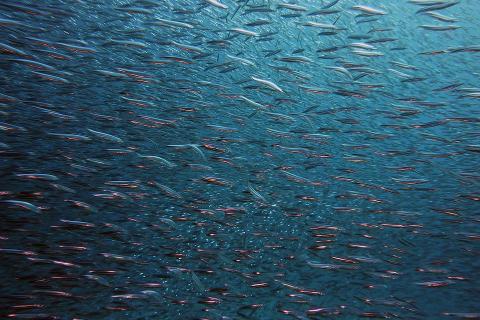 A shoal of fish. The Thai for "a shoal of fish" is "ฝูงปลา". A shoal of fish. The Thai for "a shoal of fish" is "ฝูงปลา".