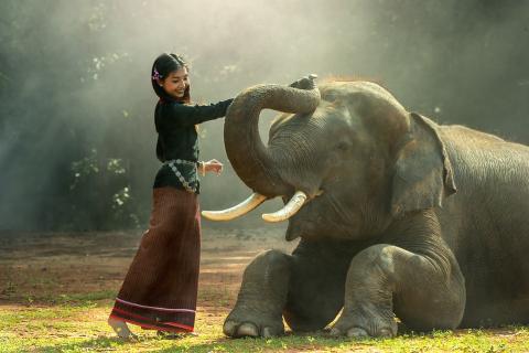 A woman and an elephant. The Thai for "a woman and an elephant" is "ผู้หญิงและช้าง". A woman and an elephant. The Thai for "a woman and an elephant" is "ผู้หญิงและช้าง".