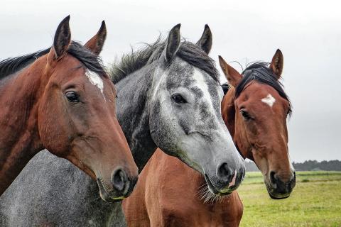 Three horses. The Thai for "three horses" is "ม้าสามตัว". Three horses. The Thai for "three horses" is "ม้าสามตัว".