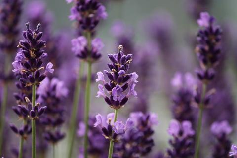 Purple flowers. The Thai for "purple flowers" is "ดอกไม้สีม่วง". Purple flowers. The Thai for "purple flowers" is "ดอกไม้สีม่วง".